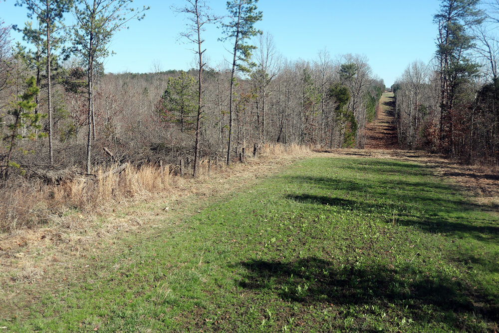 Image de l'ouverture d'une conduite de gaz à travers une large bande de forêt