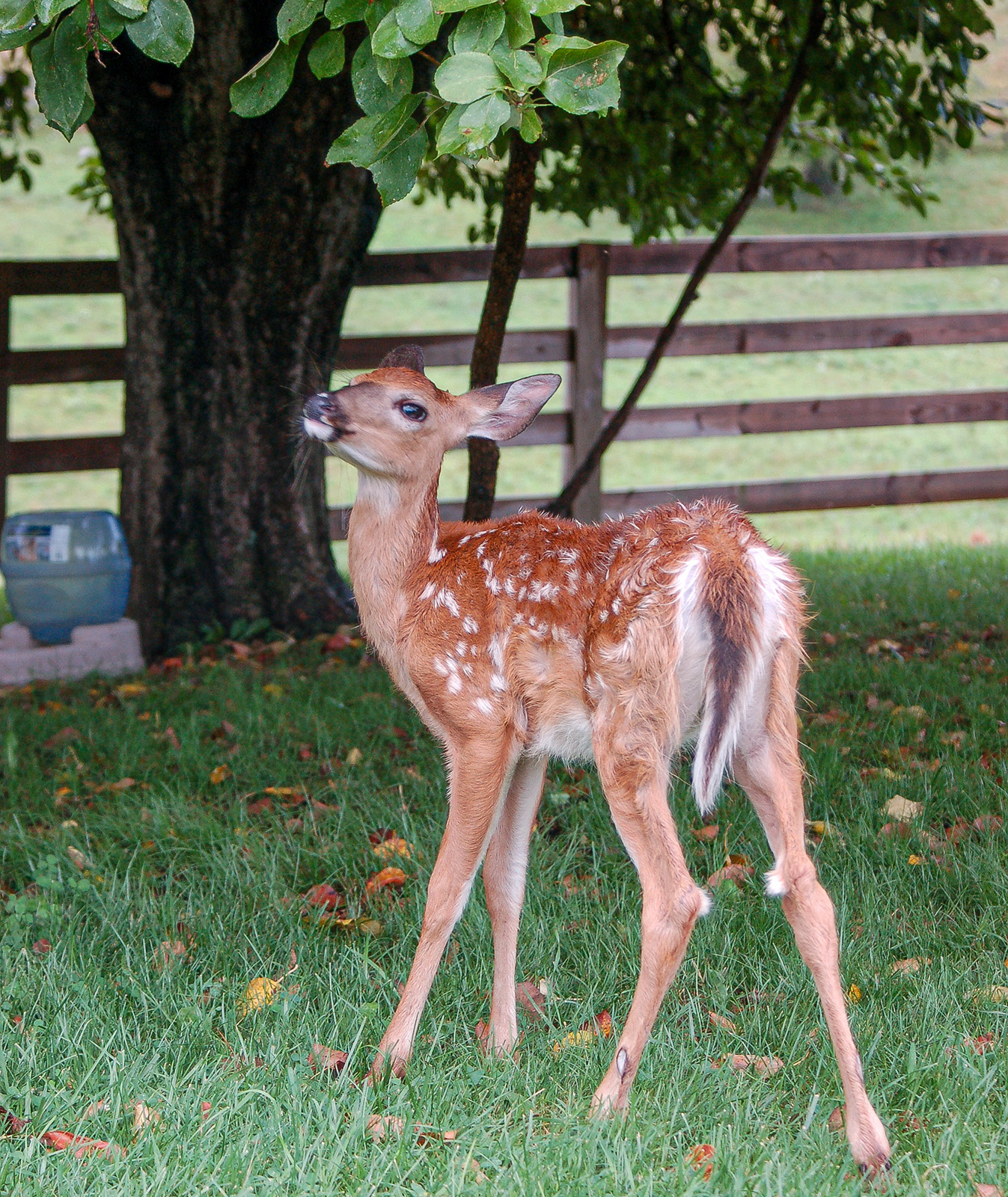Photo d'un faon de cerf de Virginie avec des taches blanches se tenant dans une cour sous un arbre.