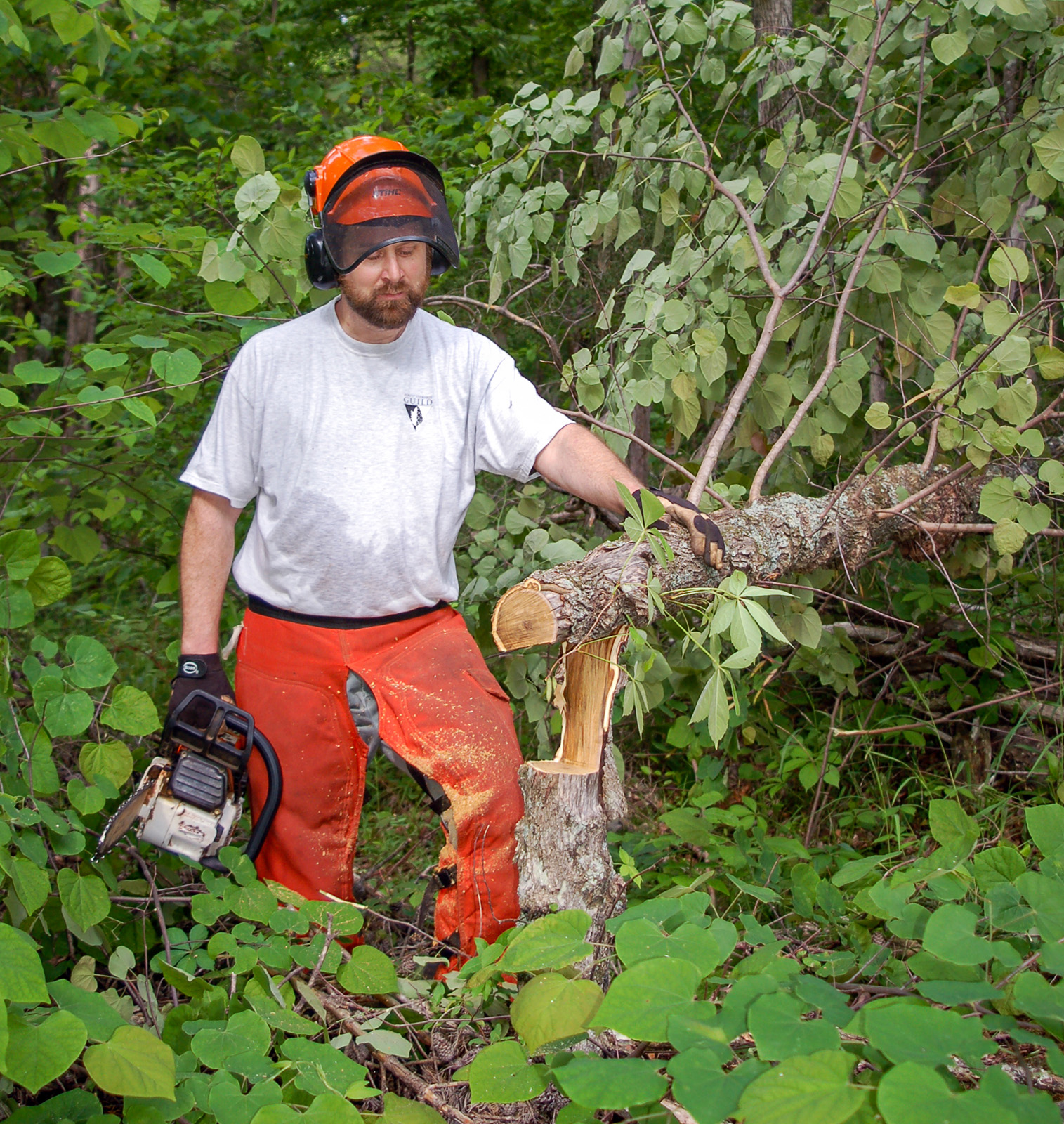 Une photo d'un homme portant un casque de sécurité et une chaps et muni d'une tronçonneuse à côté d'un petit arbre qui a été coupé à mi-hauteur et qui est tombé.