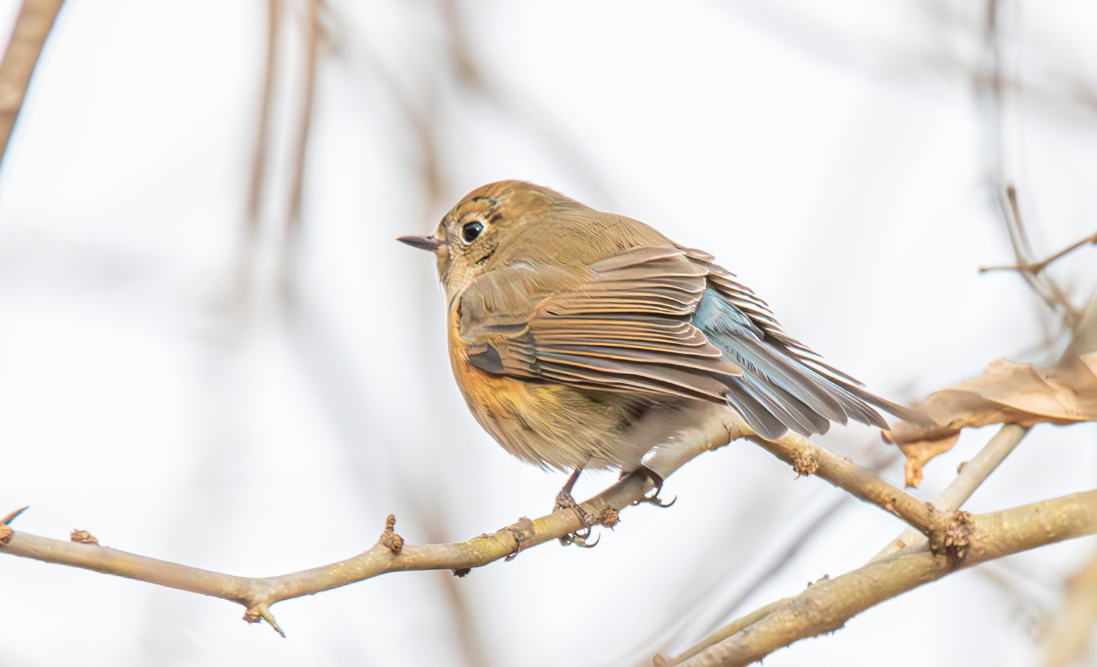 Photo d'un oiseau brun clair avec des taches orange sur le côté de la poitrine et des plumes bleues dans la queue, perché sur une branche.
