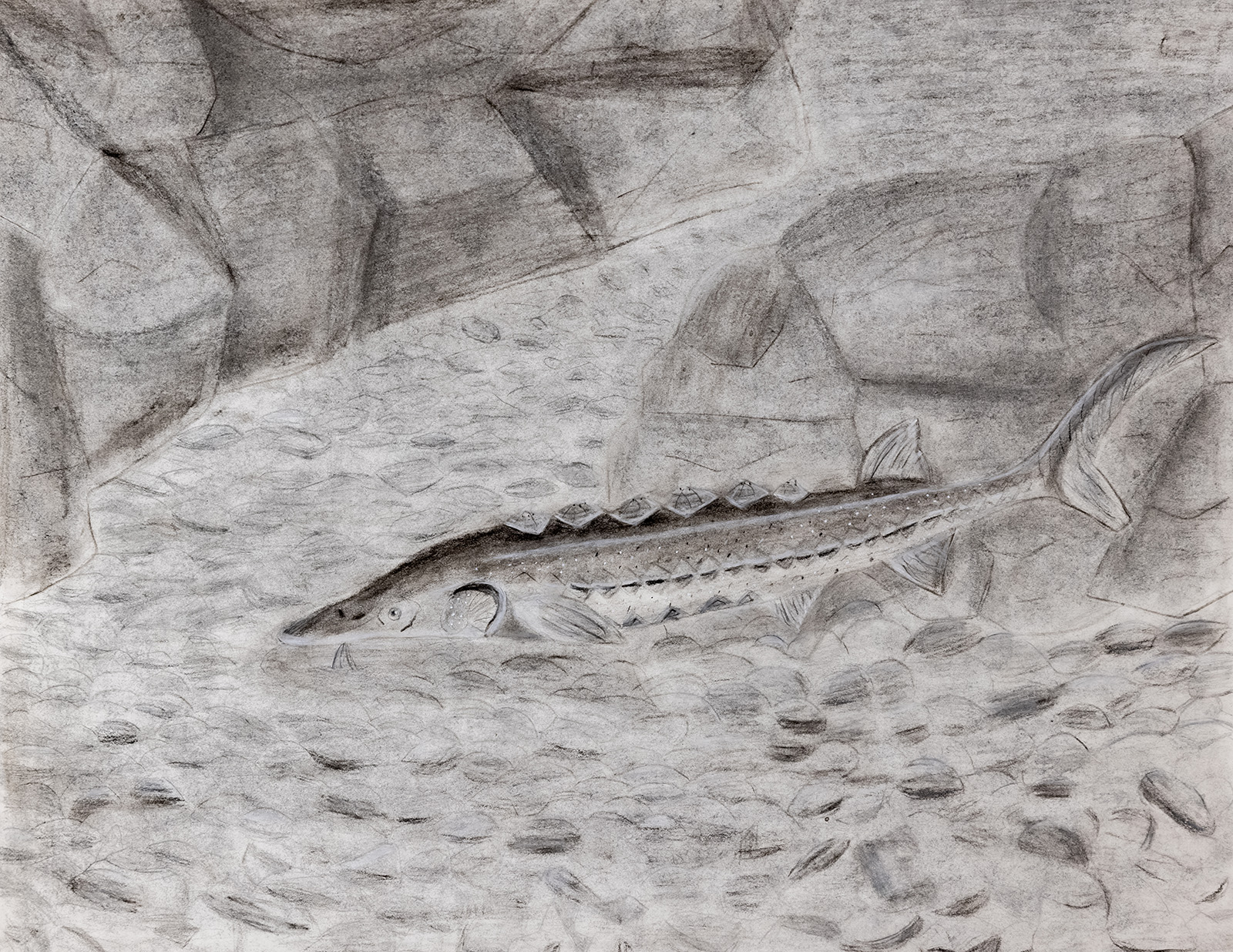 Dessin au crayon d'un esturgeon de l'Atlantique nageant dans une rivière.