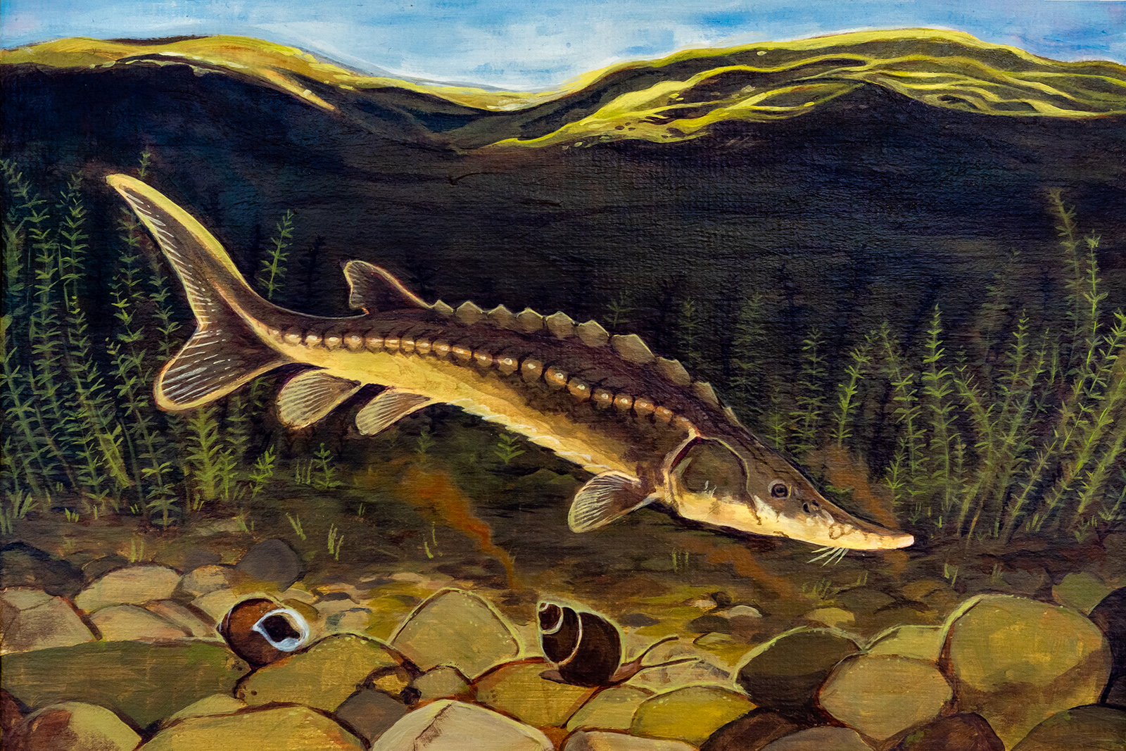 Peinture d'un esturgeon noir nageant sur le fond d'une rivière où des escargots reposent sur le gravier.
