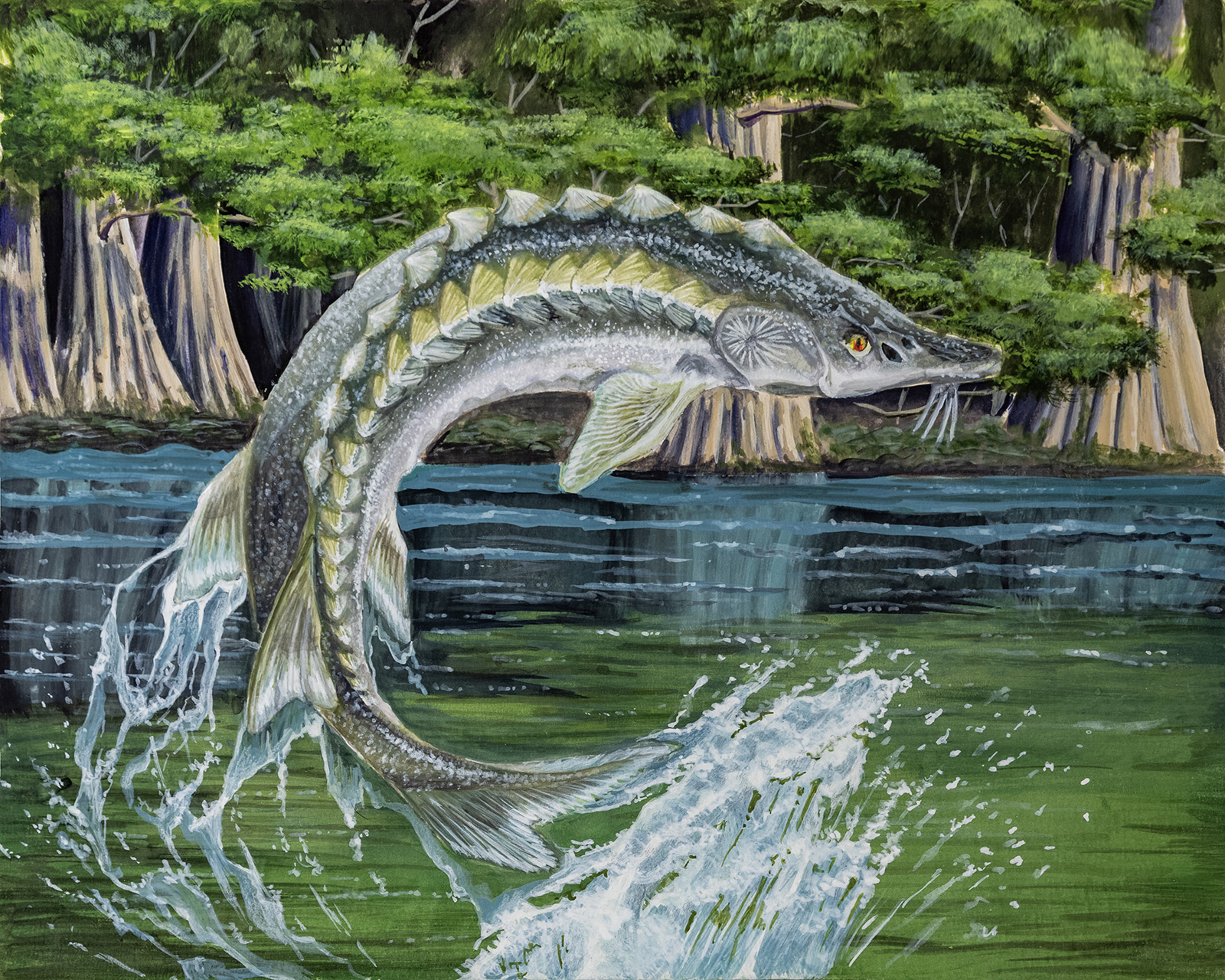 Peinture représentant un esturgeon de l'Atlantique sautant hors de l'eau.