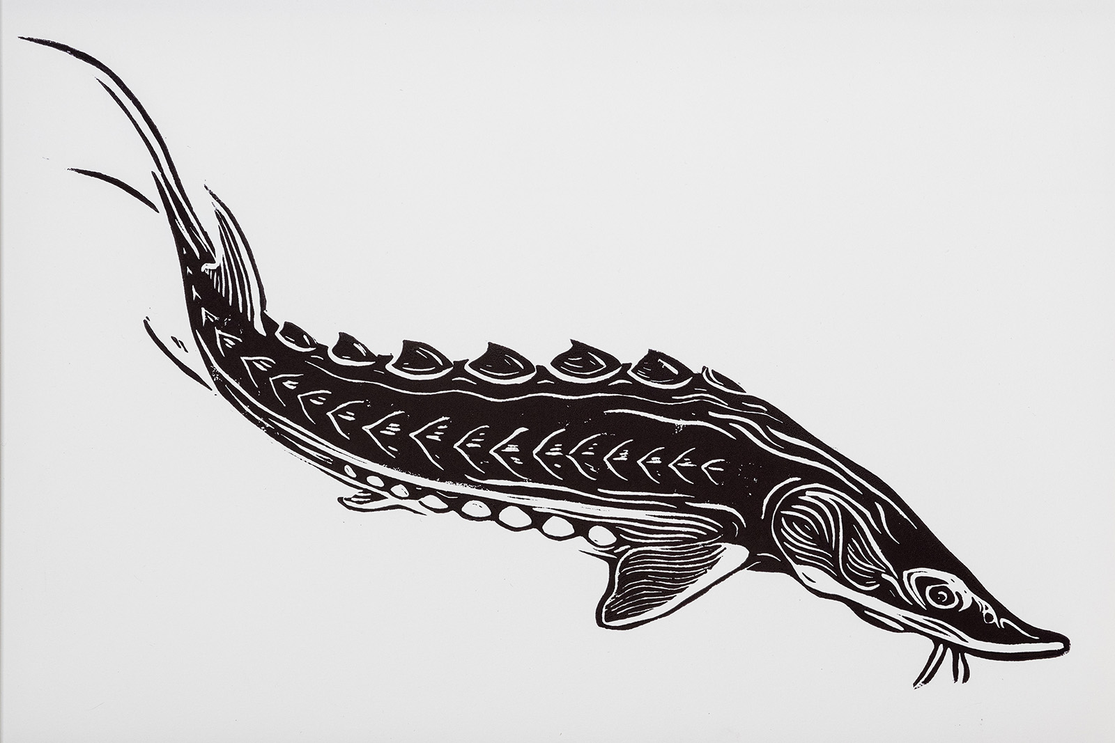 Image linotype d'un contour d'esturgeon de l'Atlantique.