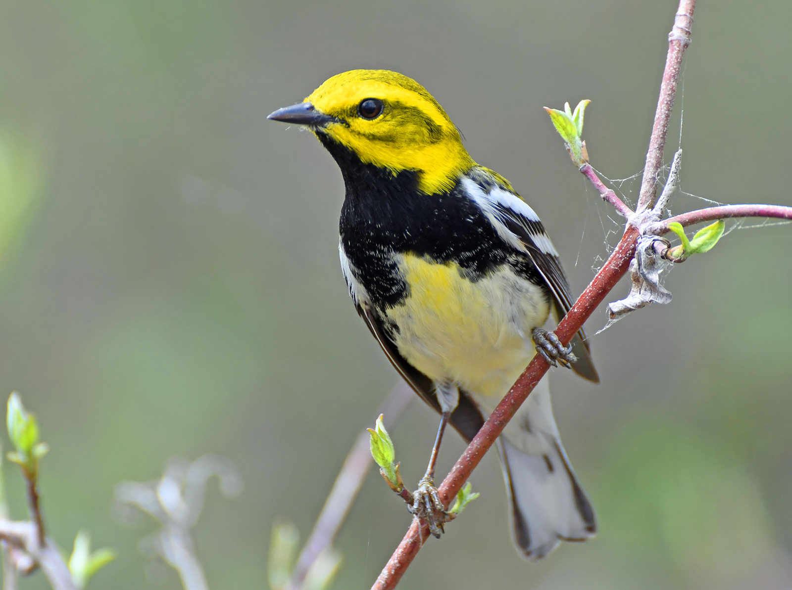 Photo d'un oiseau jaune et noir perché sur une branche.