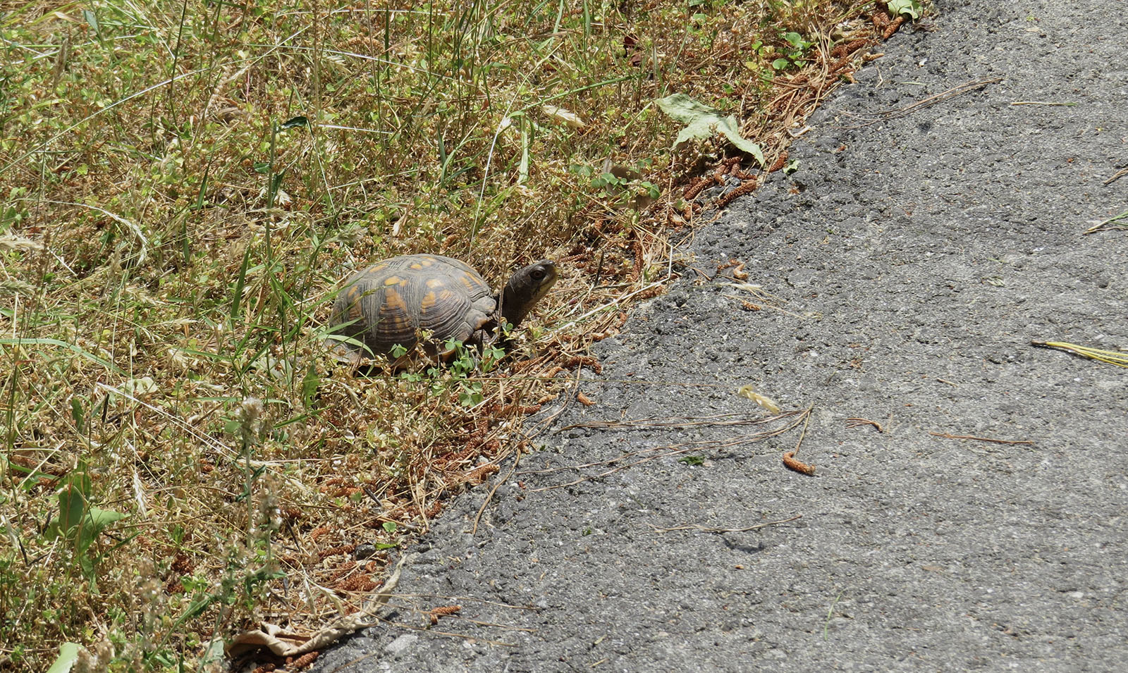 Une photo d'une tortue-boîte brune et orange dans l'herbe au bord d'une route pavée, face à la route.