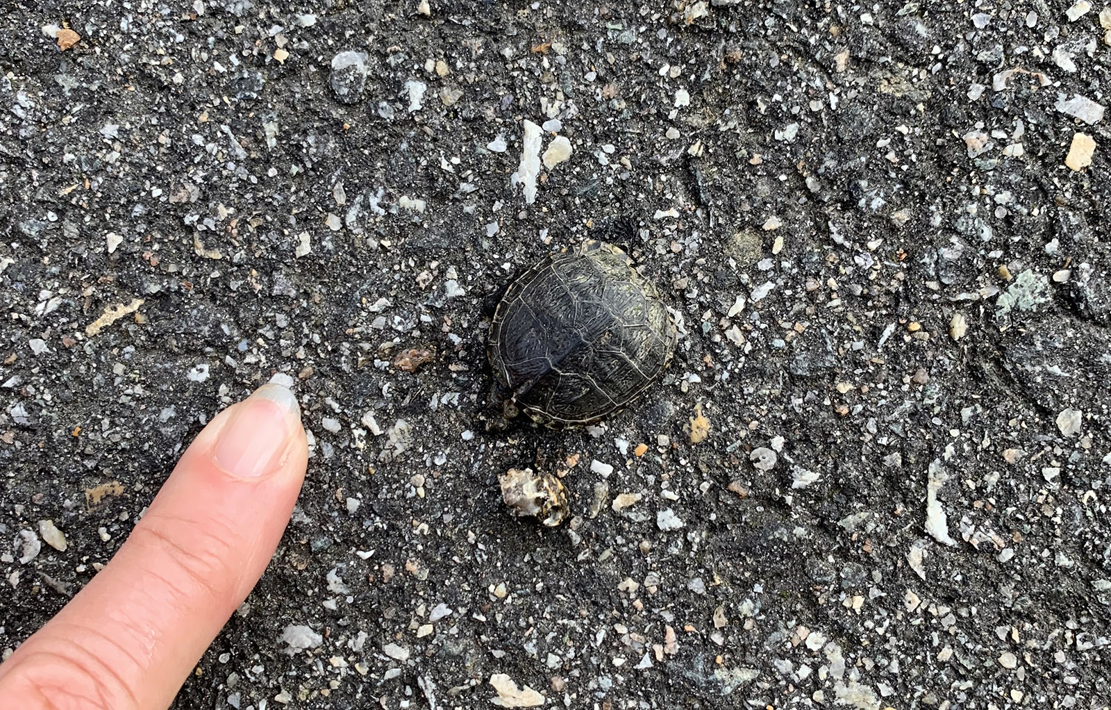 Photo d'une minuscule tortue sur une route pavée à côté du doigt d'une personne, montrant que la tortue naissante est à peine plus grosse que l'extrémité du doigt.