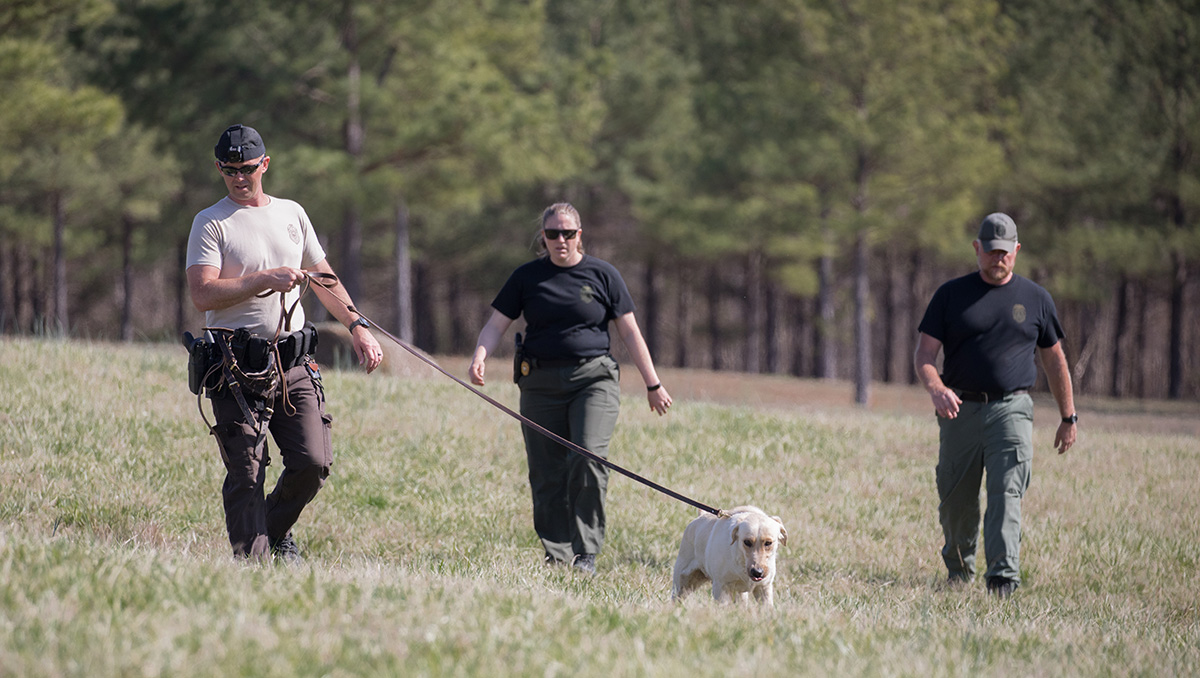 Image de trois officiers et d'un Labrador jaune marchant dans une prairie avec des arbres en arrière-plan ; le DWR participe à la formation des officiers K9 pour le DNR de Virginie occidentale.