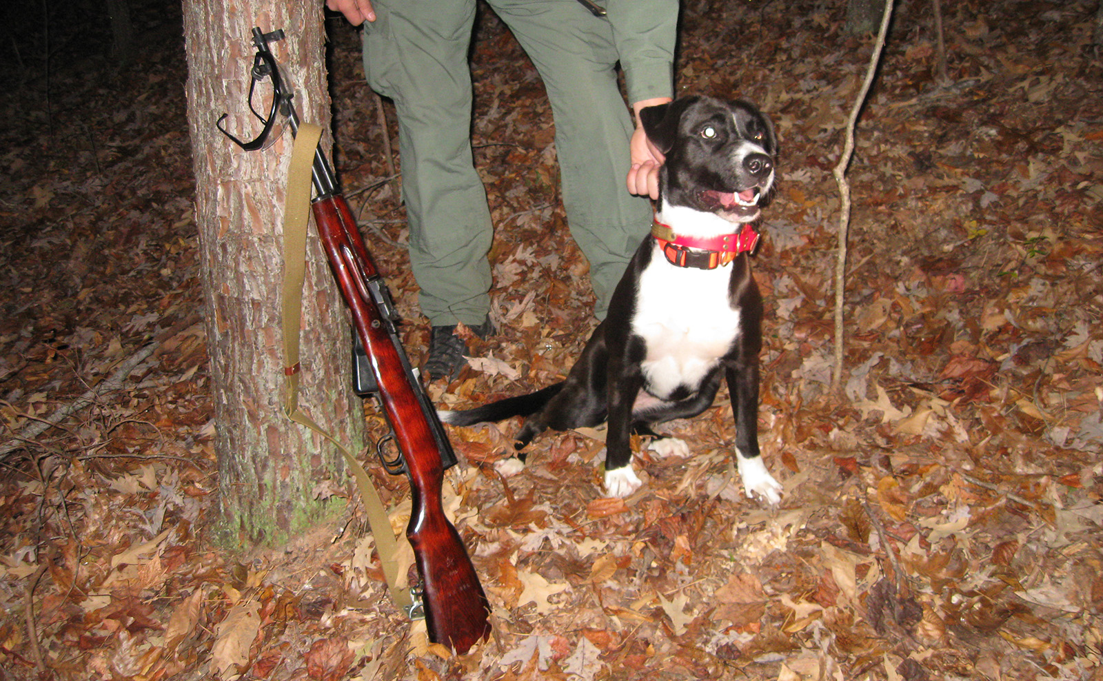 Photo prise de nuit d'un chien noir et blanc tenu par le collier et posant avec un fusil adossé à un arbre.