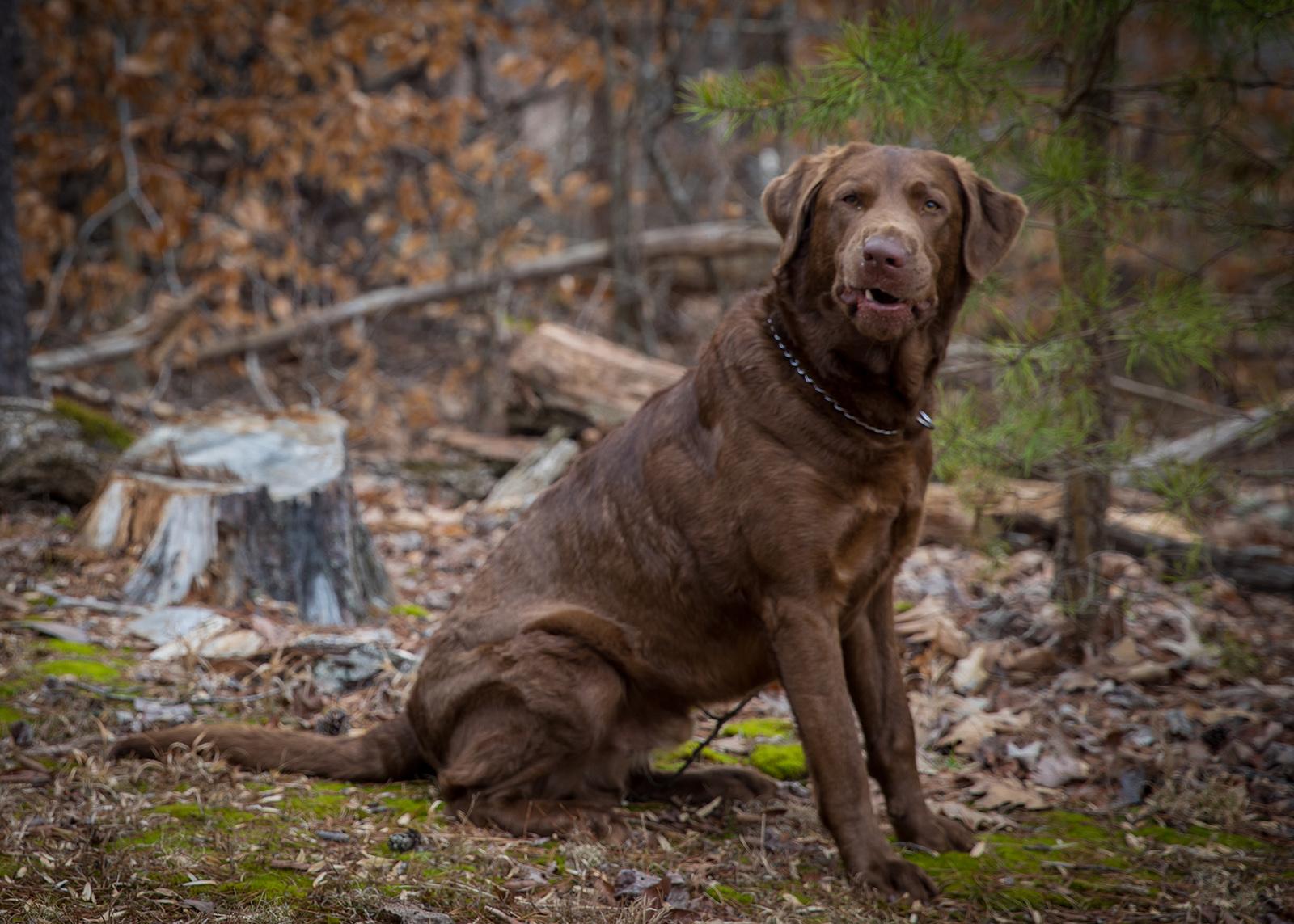 La photo d'un grand chien brun assis à côté des bois avec une drôle d'expression sur le visage.