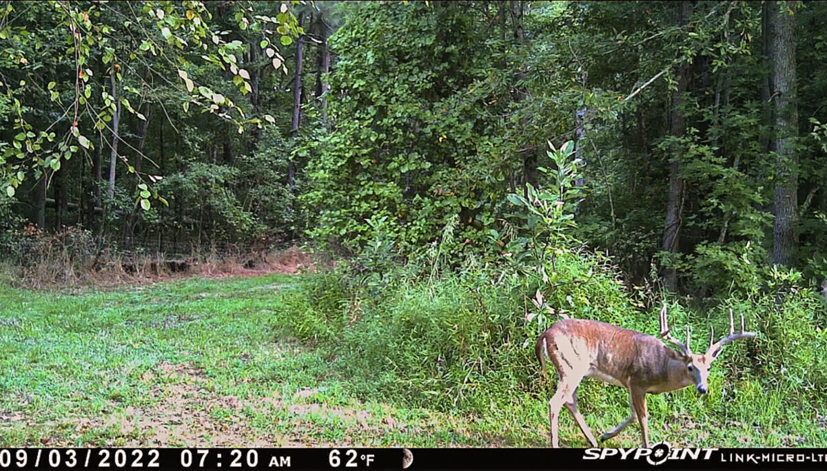 Photo d'un mâle 10dans une clairière avec une végétation luxuriante.