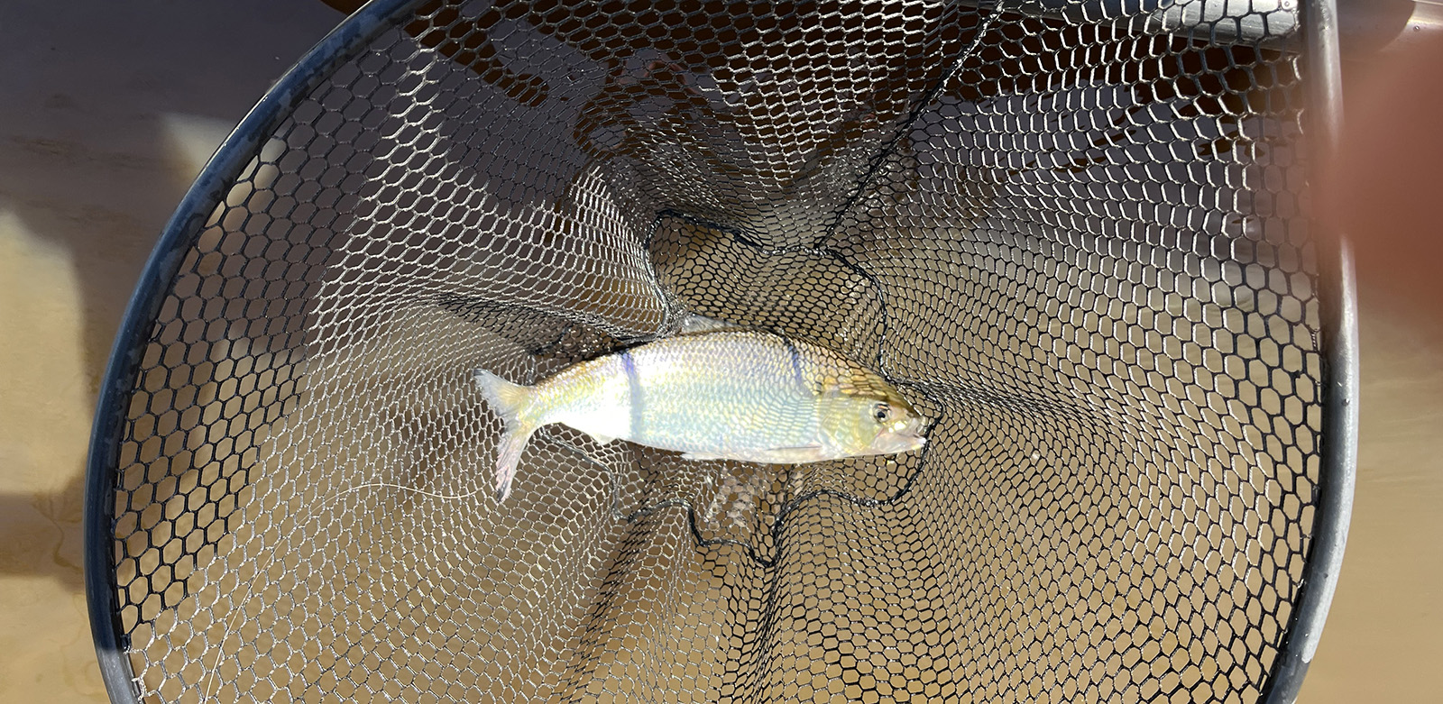 Photo d'une alose feinte dans un filet dans l'eau à côté d'un bateau.
