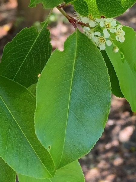 une image d'une feuille d'arbre trouée par la chenille de l'hirondelle tigrée qui l'a dévorée.
