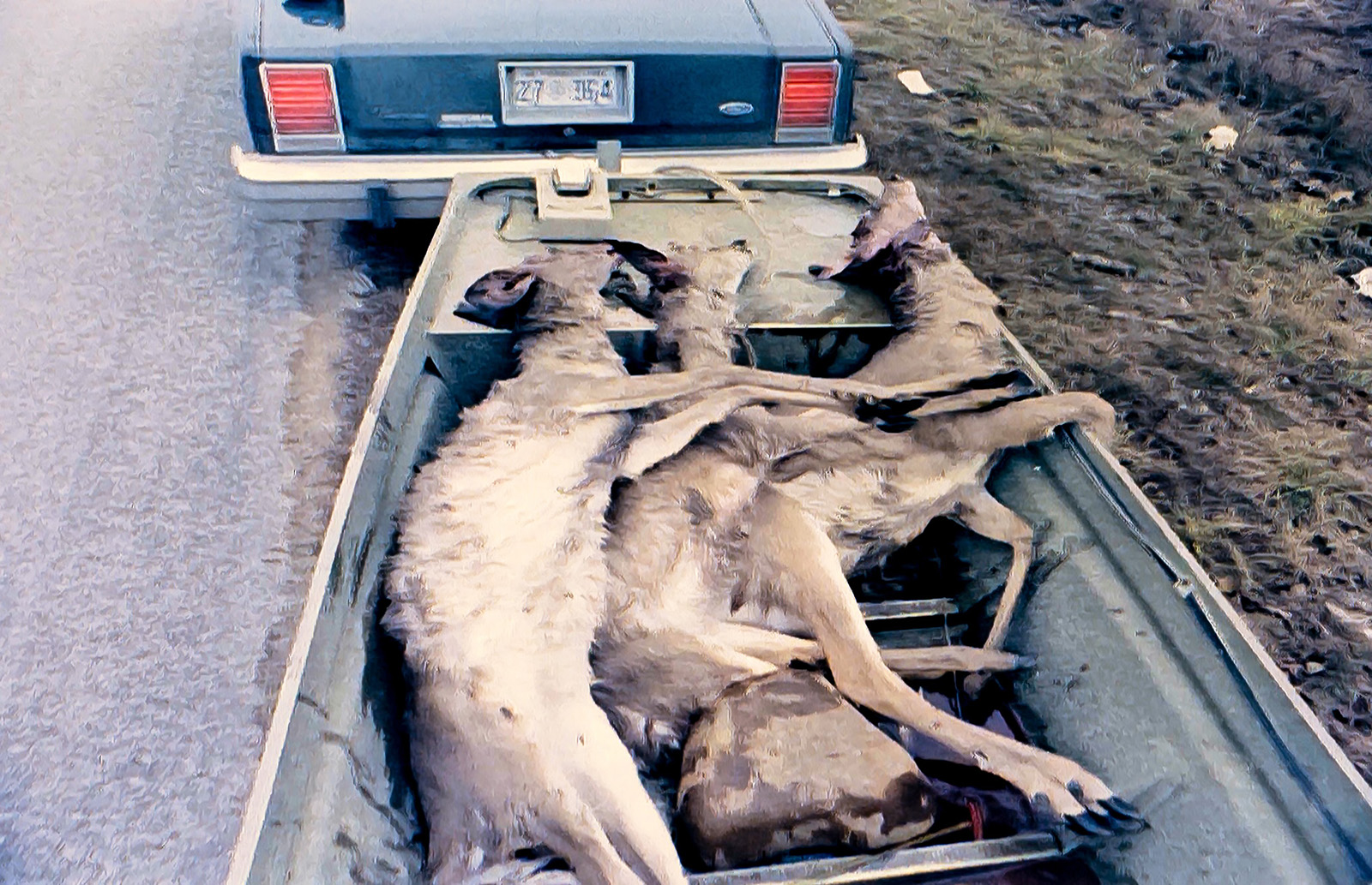 Une photo de trois cerfs morts dans un bateau de travail tiré par une vieille voiture de police.