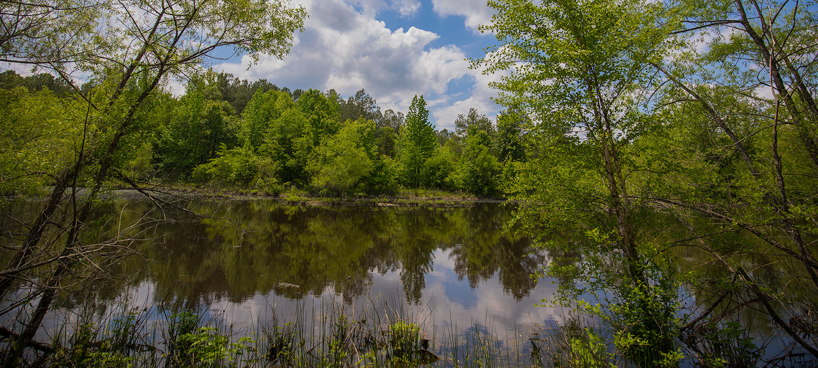 Une photo d'une rivière calme qui coule entre les arbres. 