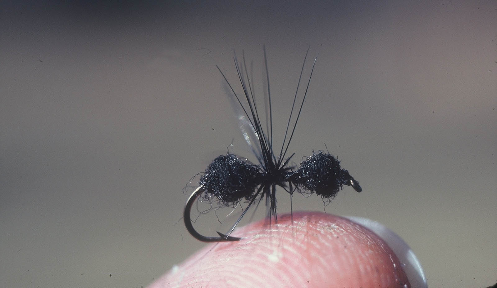 Image d'une mouche de pêche au menuet montée de manière à ressembler à une fourmi noire, qui est efficace pour attraper les poissons de mer en été.