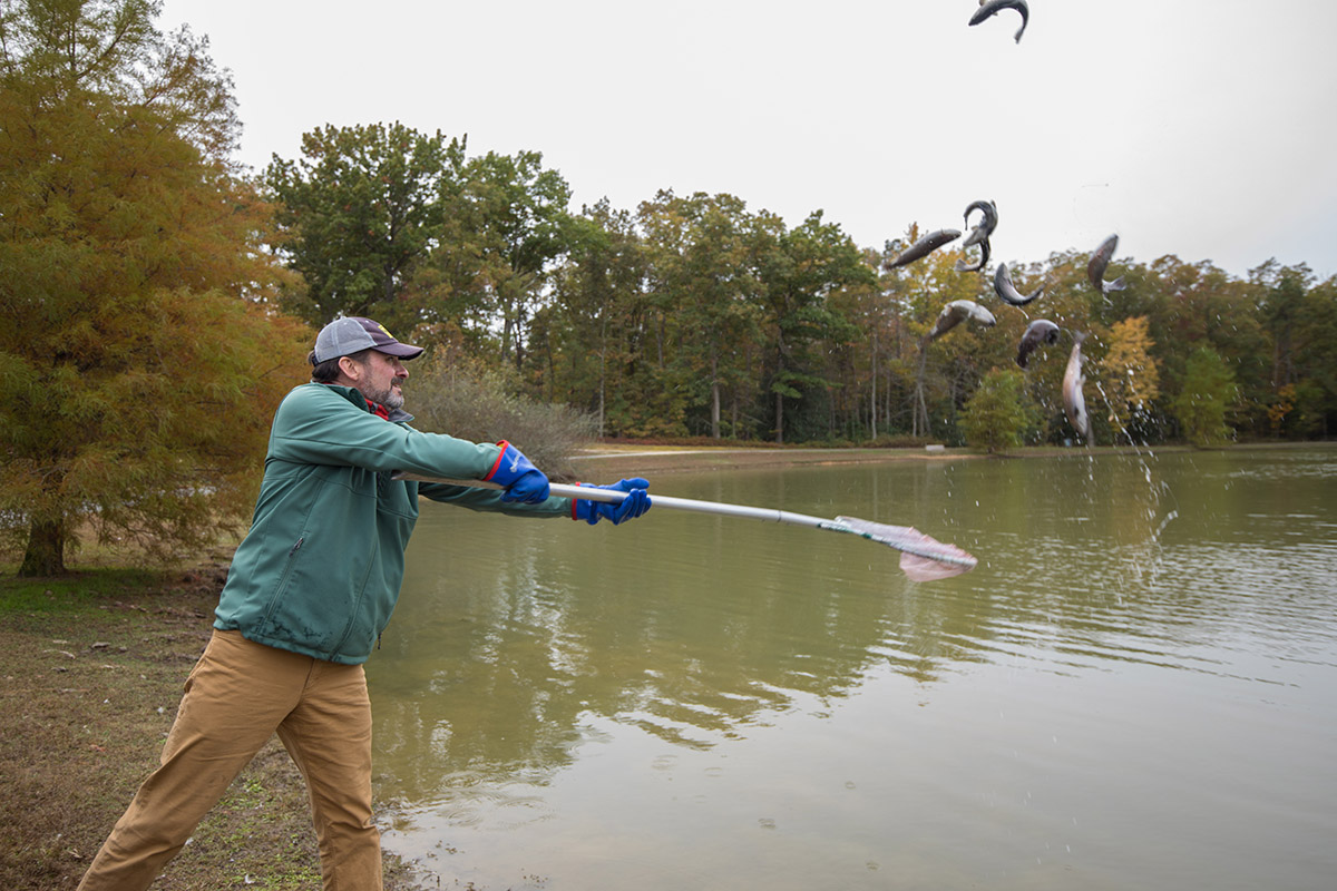 Image d'un homme vêtu d'une veste verte qui ensemence des truites à l'aide d'un filet pour les disperser dans un lac au parc Dorey.