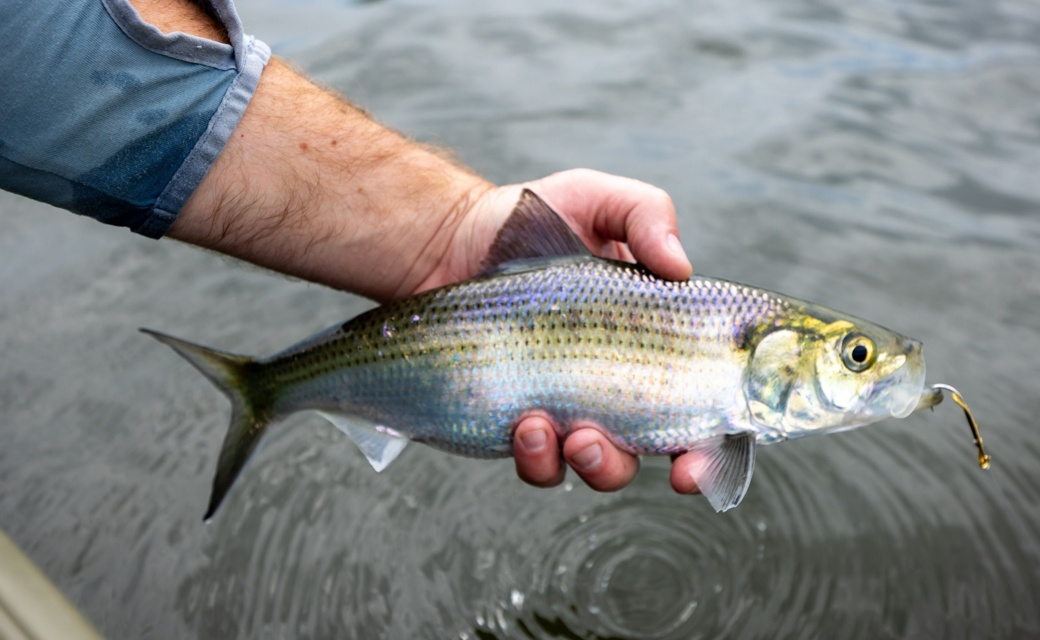 Une photo d'une main d'homme tenant un poisson hors de l'eau.