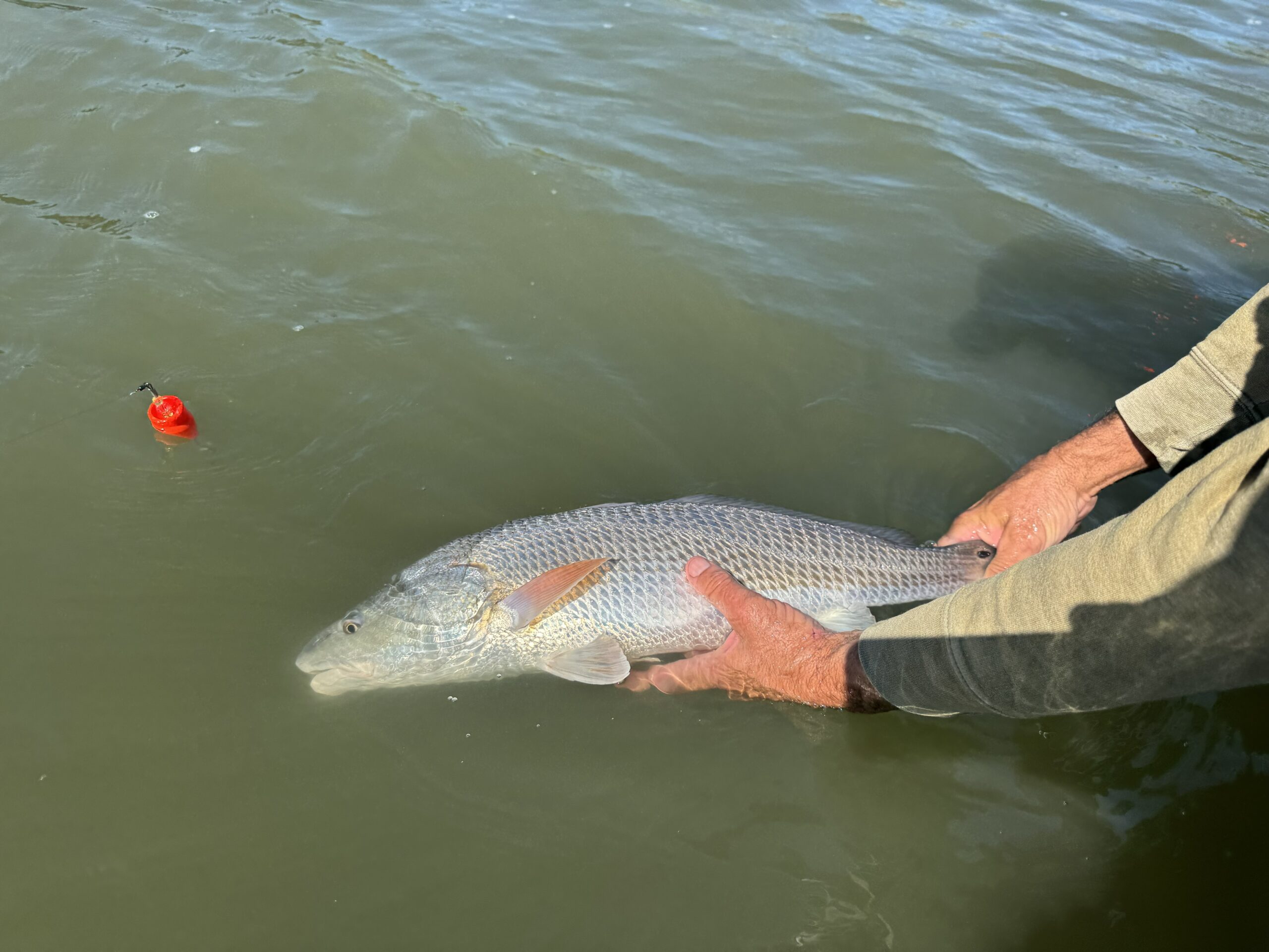 Une photo des mains d'un homme s'agrippant à la queue et au corps d'un gros poisson dans l'eau.