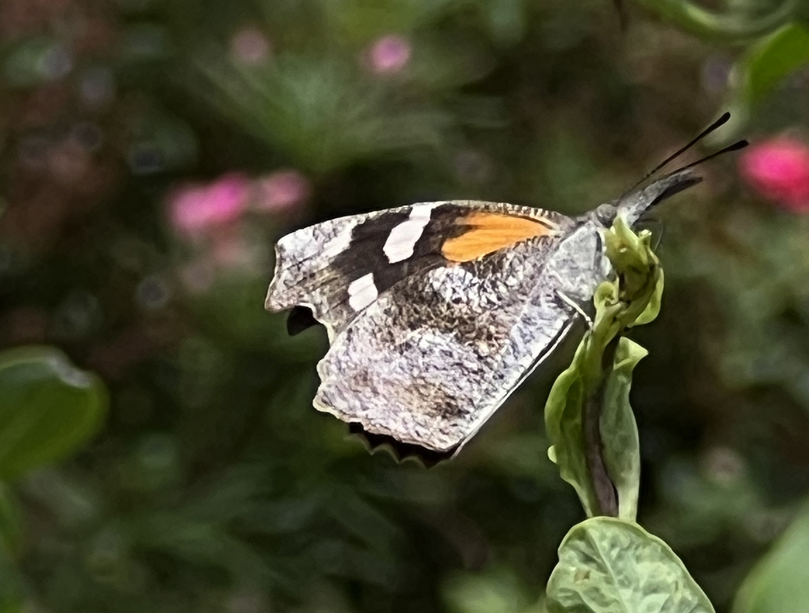 Photo en gros plan d'un papillon brun et orange au nez allongé posé sur une feuille.