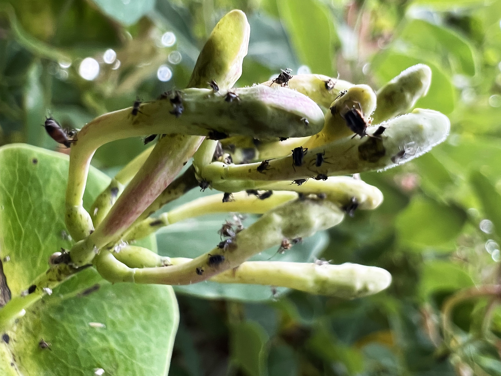 Photo en gros plan de petites punaises noires sur les bourgeons de fleurs.