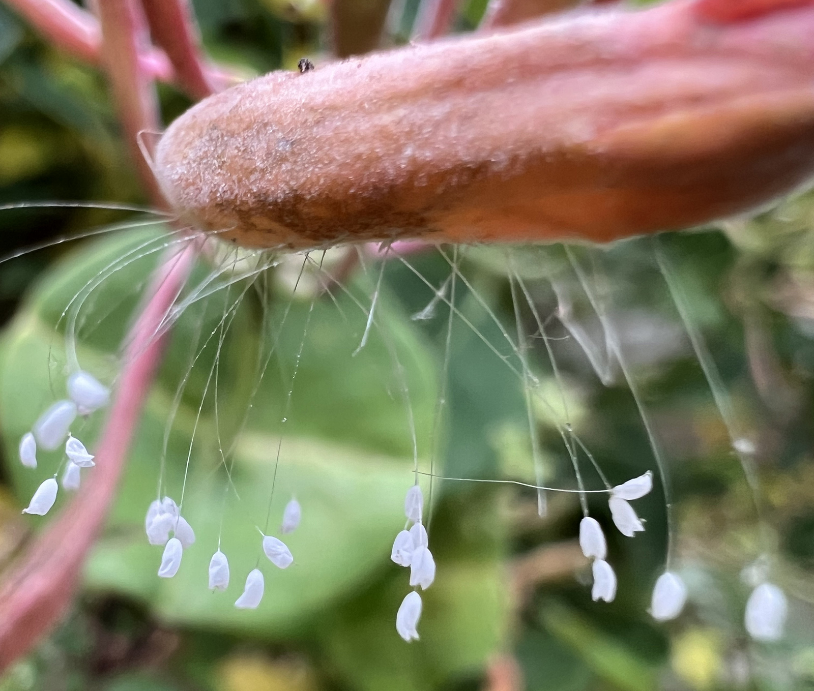 Photo en gros plan de petits globules blancs suspendus à des fils ancrés sur des bourgeons de chèvrefeuille.