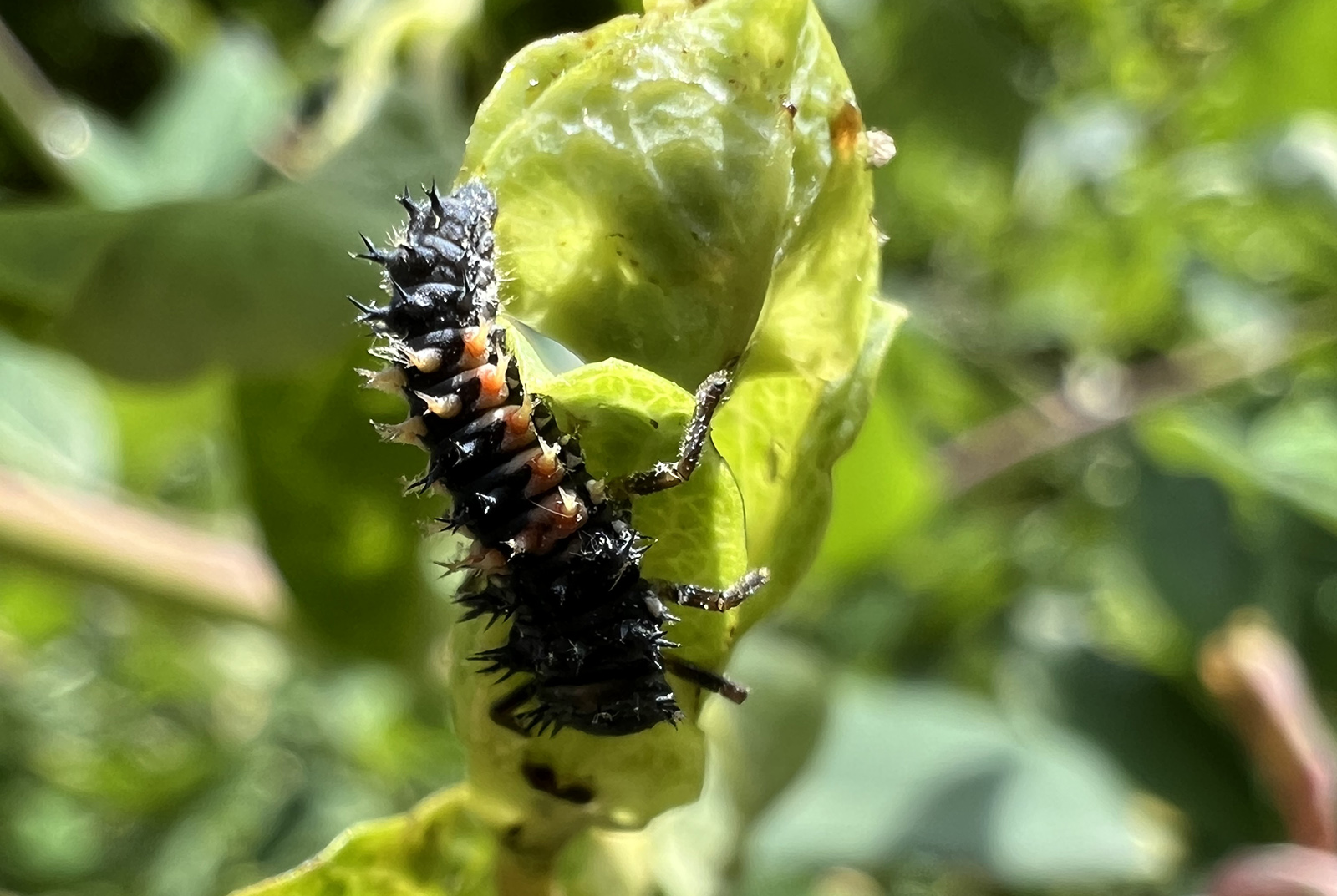 Photo en gros plan d'une chenille noire et rouge sur une feuille.