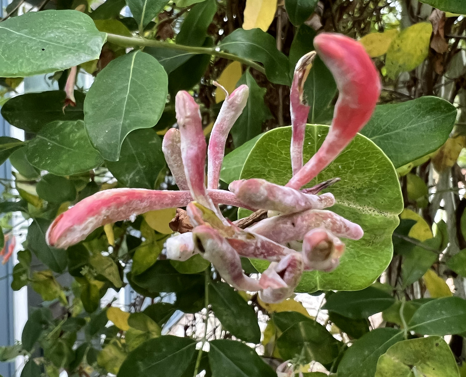 Photo en gros plan de bourgeons de chèvrefeuille corail pâles et malsains.