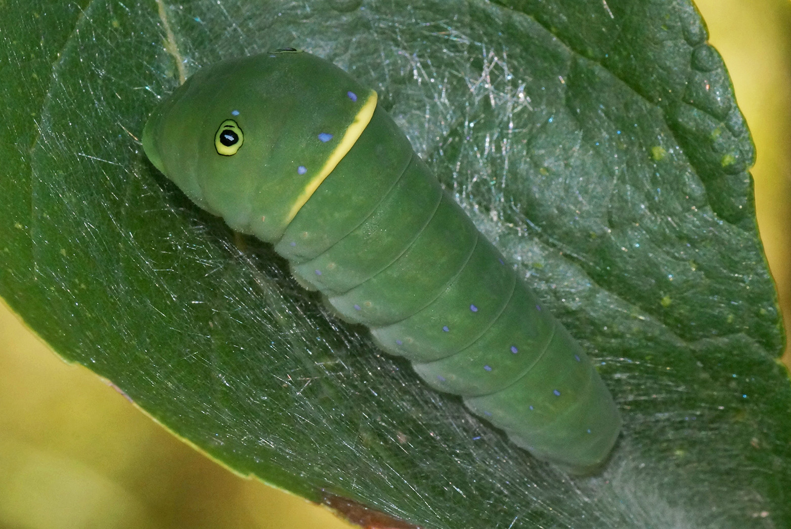 Image d'une chenille verte avec un anneau jaune et un œil sur la tête.