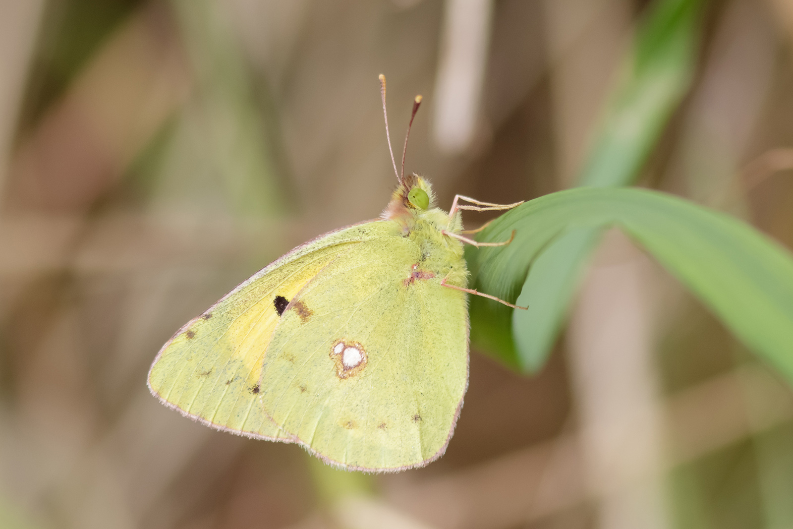 Une photo d'un papillon jaune tendre perché sur une feuille.