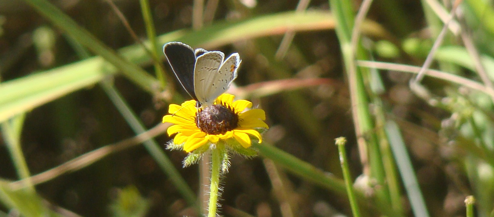Image d'un papillon bleu à queue orientale sur une petite fleur jaune.