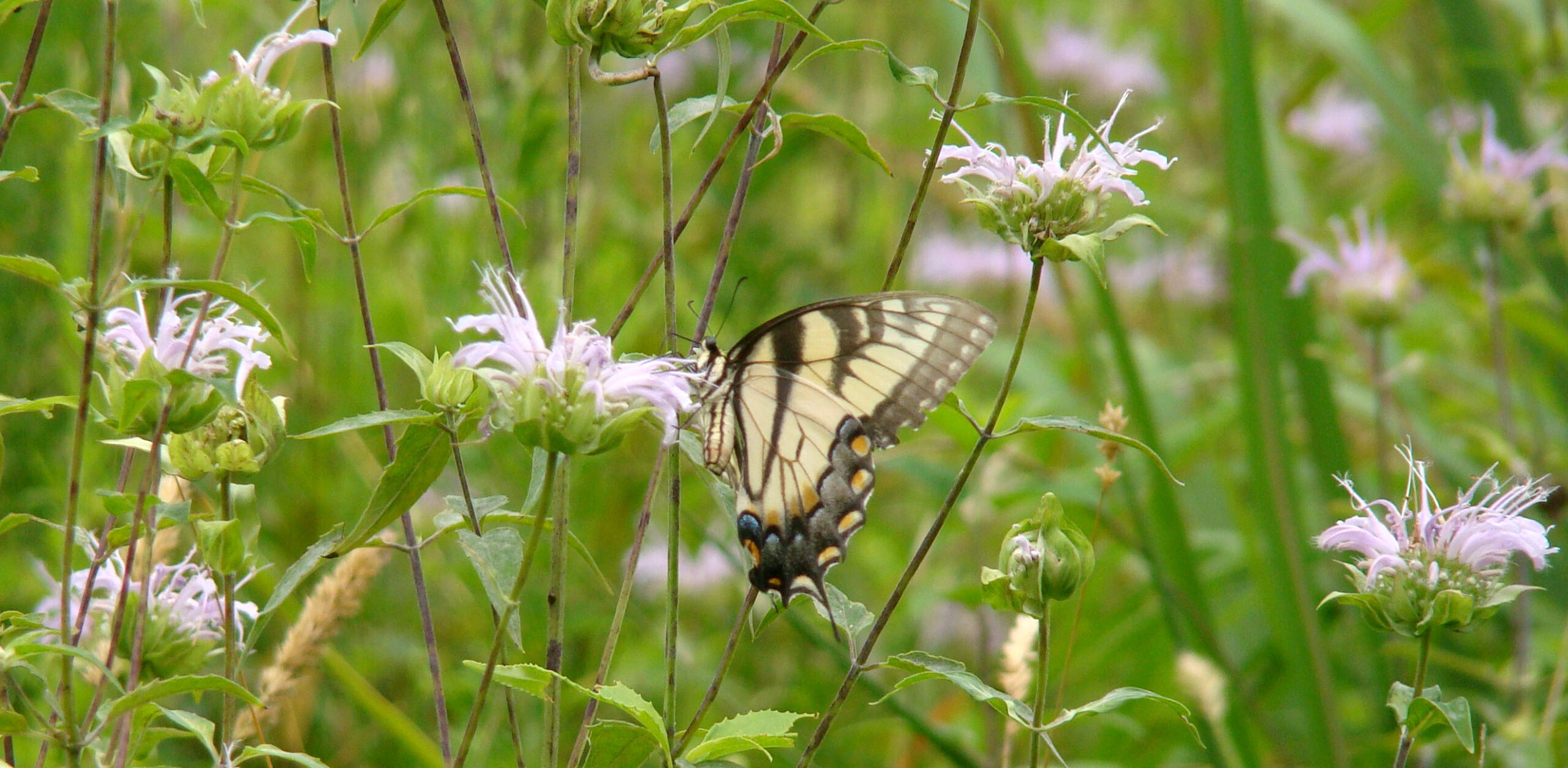une image d'une hirondelle tigrée de l'est dans une prairie fleurie