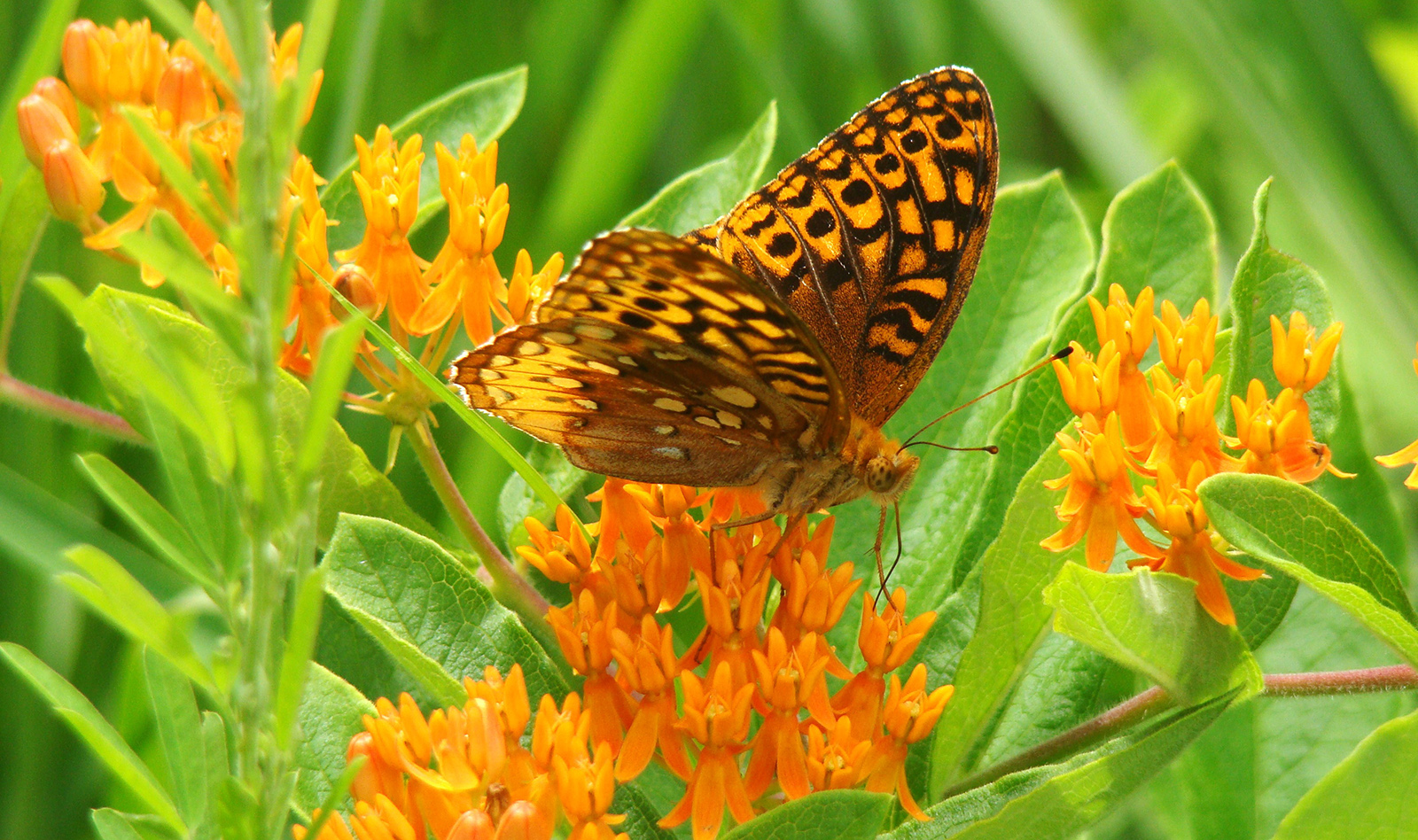 Image d'un fritillaire à grandes épines sur une herbe à papillons.