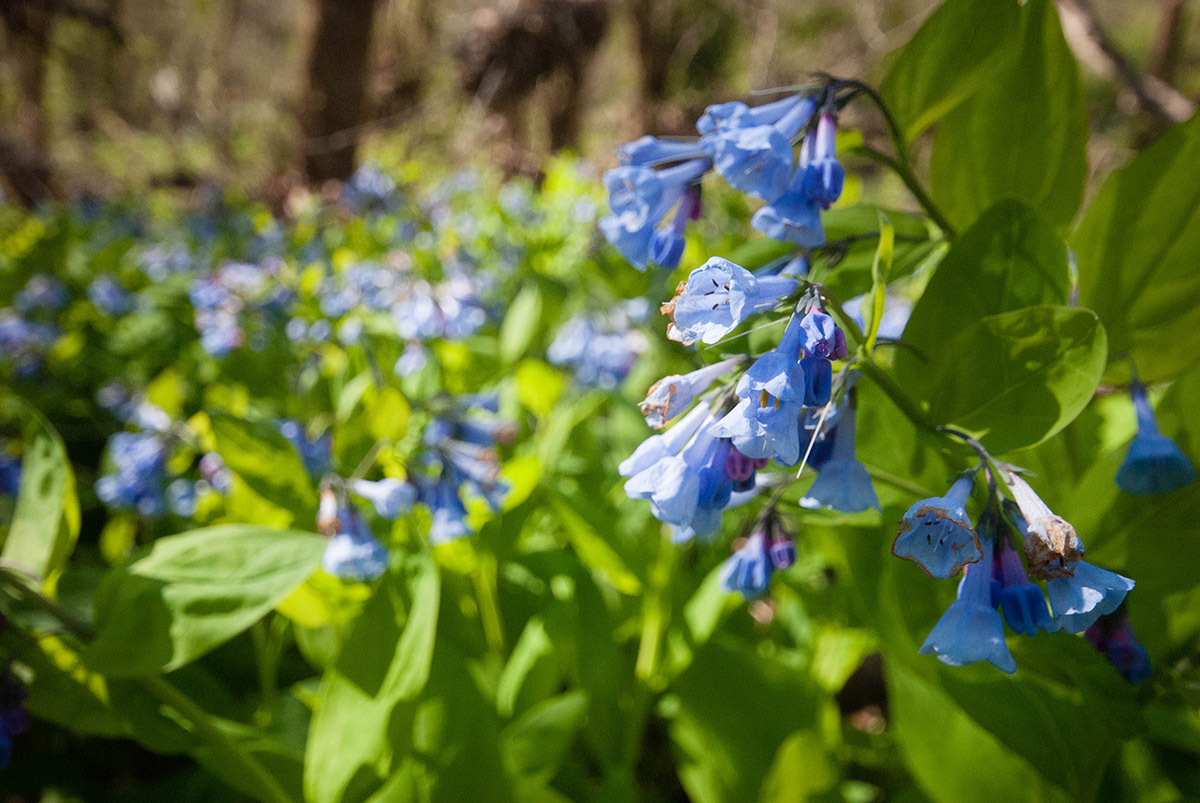 Une image de jacinthes des bois de Virginie
