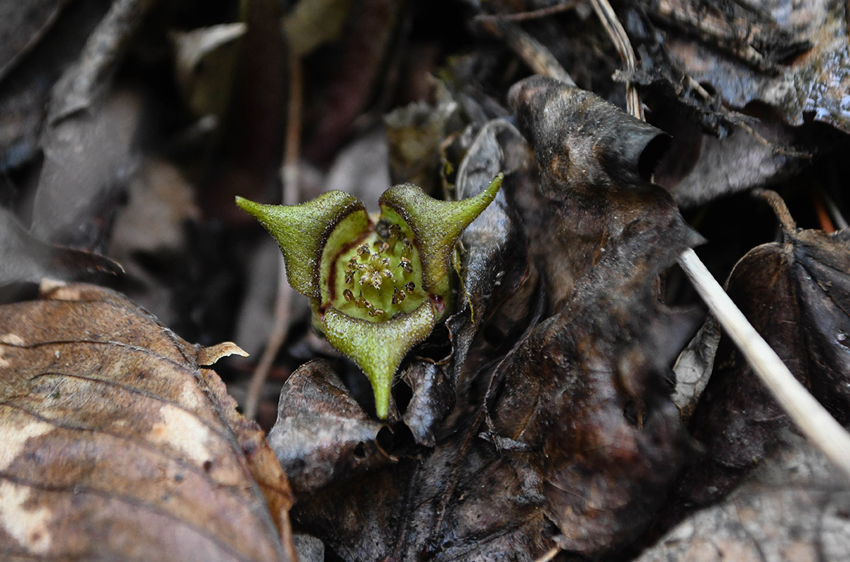 Image d'une fleur de gingembre sauvage