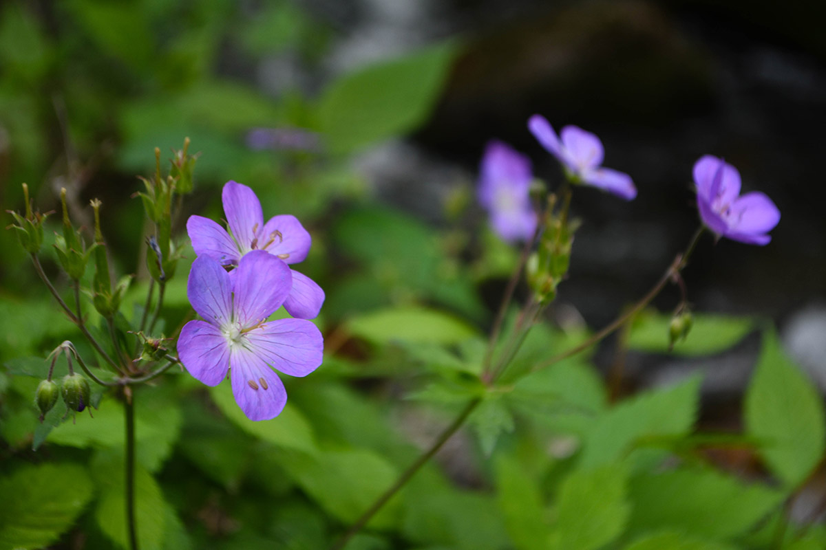 Une image de géranium sauvage