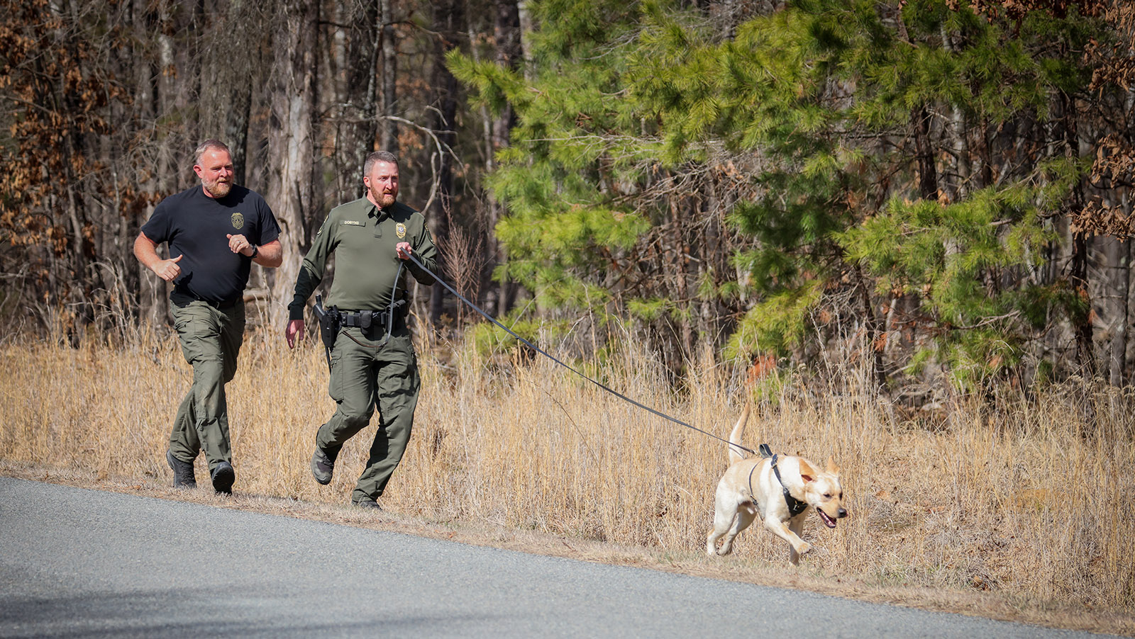 Photo d'un chien Labrador retriever courant avec une longue laisse, tenu par un agent des forces de l'ordre qui court. Il est suivi par un autre agent qui court le long d'une route.