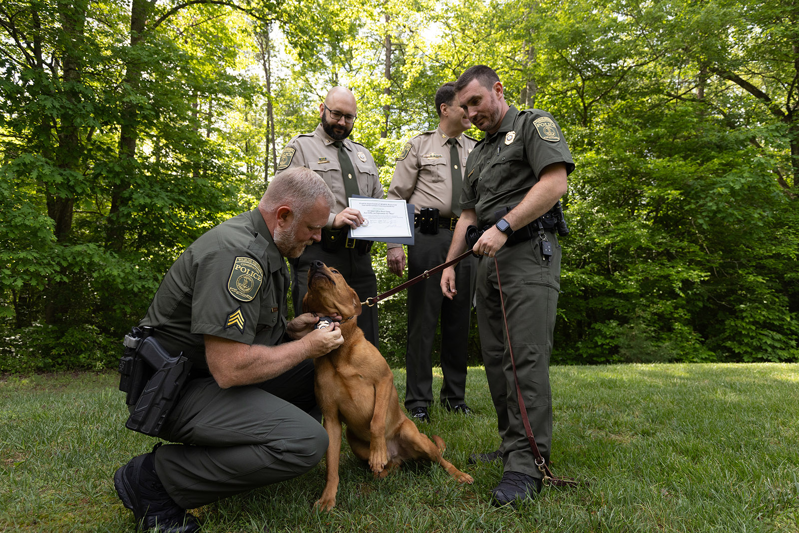 Photo d'un agent en uniforme agenouillé qui attache un badge au collier d'un chien Laborador retriever, tandis qu'un autre agent en uniforme tient la laisse.