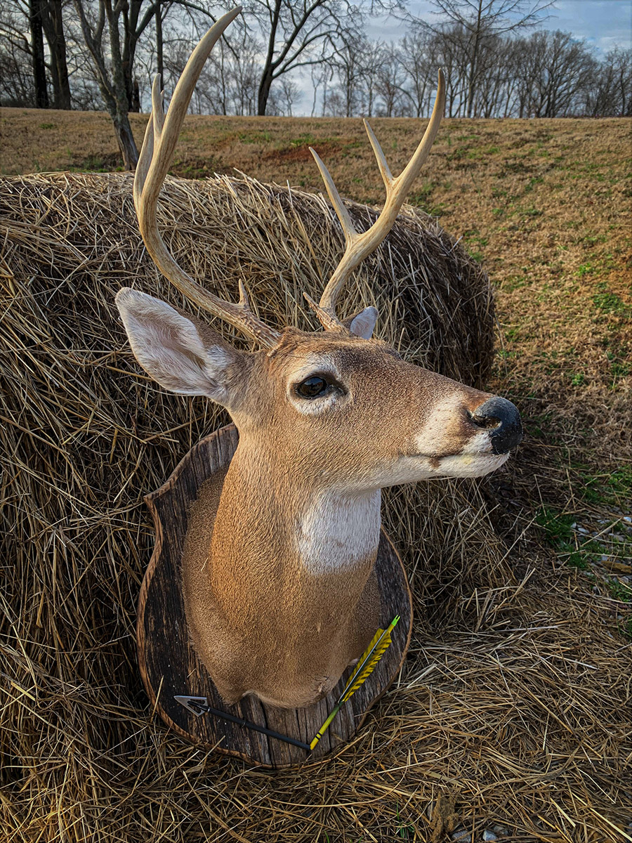Image d'un cerf monté, tué à l'aide d'un arc et de flèches.