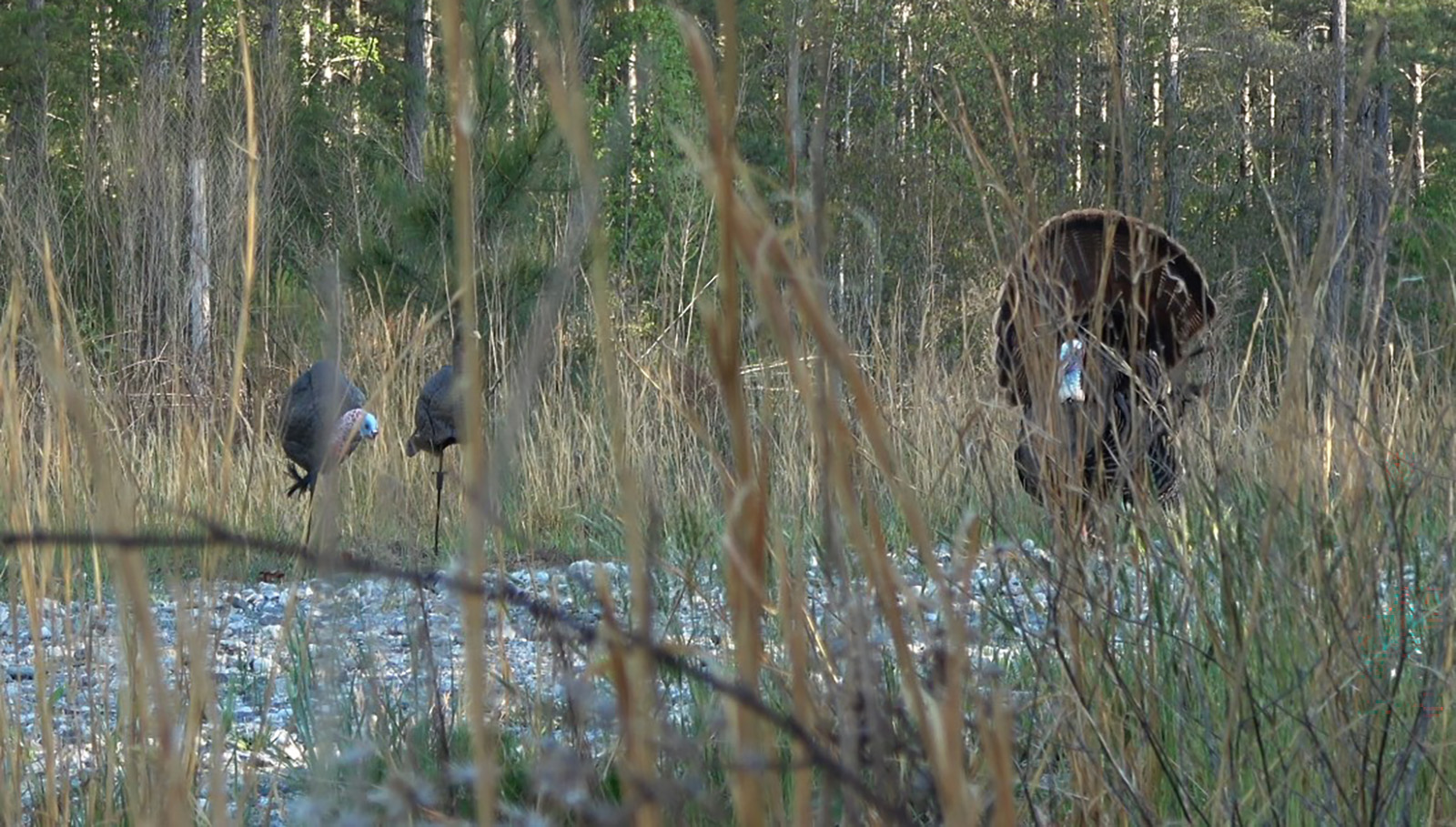 Photo d'un dindon mâle se pavanant devant deux appeaux à dindon partiellement cachés par de hautes herbes.