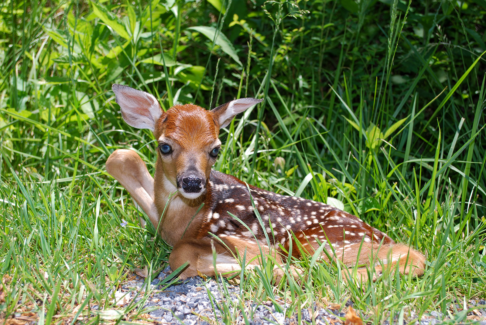 Une photo d'un très jeune fauve couché dans l'herbe à l'orée d'un bois.