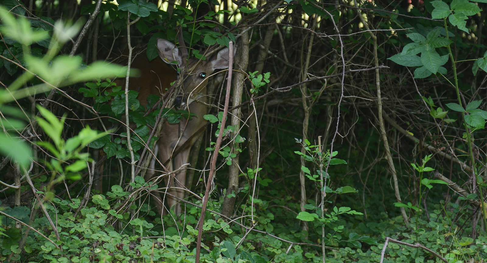 Une photo d'un jeune cerf, à peine visible, émergeant d'un peuplement de jeunes arbres.