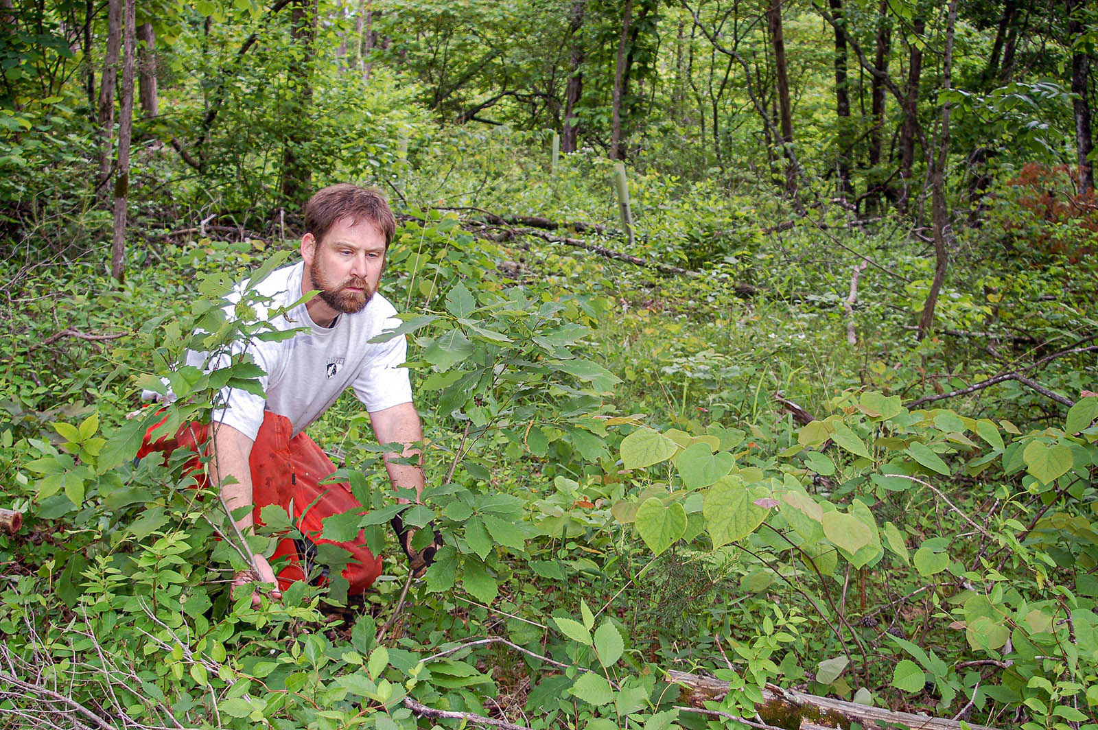 Photo d'un homme agenouillé dans une clairière d'herbes et de buissons, avec de grands arbres en arrière-plan. 