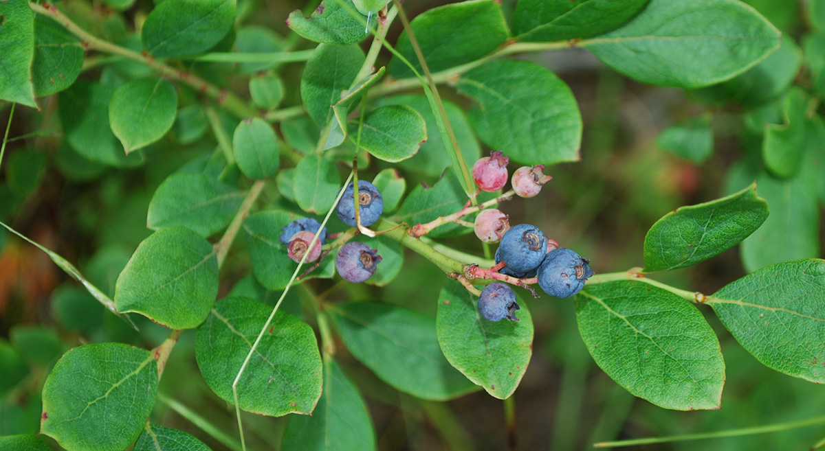 Image de myrtilles sauvages sur un buisson ; les myrtilles non mûres sont roses et petites ; les feuilles sont arrondies et de forme ovale.