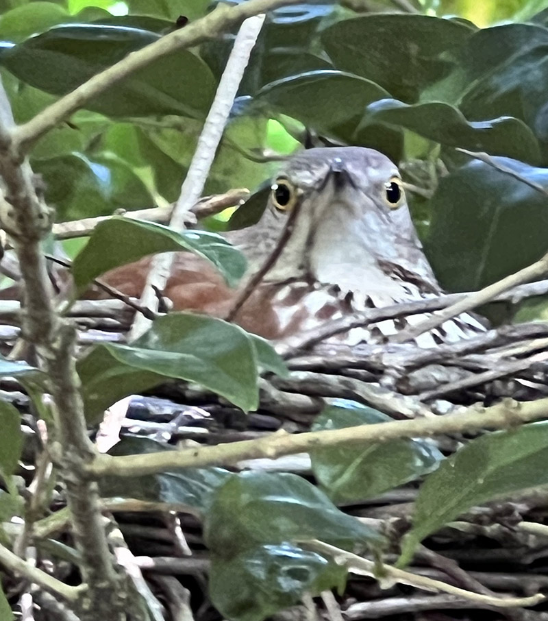 Un thuriféraire brun couvant des œufs.