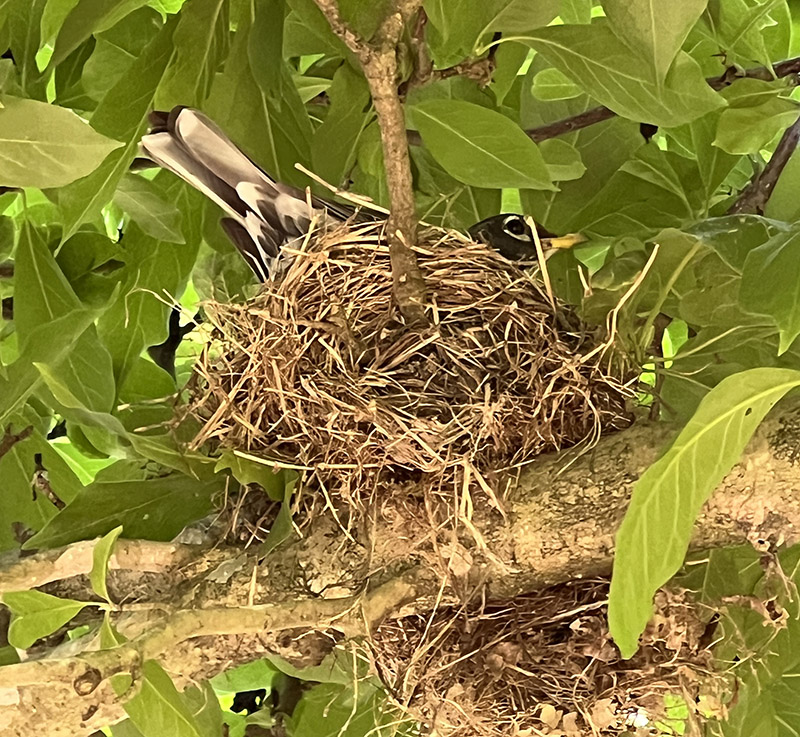 Ce merle d'Amérique niche dans un petit magnolia en forme de soucoupe (une variété hybride asiatique) au-dessus de l'allée.