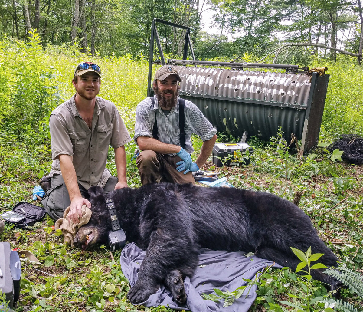Une photo de deux hommes agenouillés derrière un ours sous sédatif, couché sur le sol, avec un bandeau et un collier sur les yeux. 