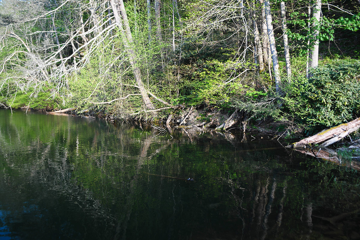 Les rives très boisées du lac Hungry Mother en font une pépinière de poissons très réussie.