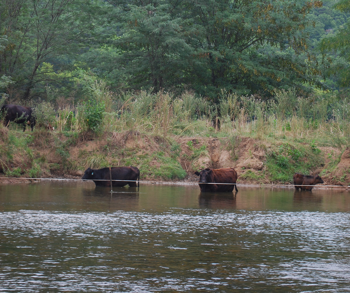 Image de bétail dans la rivière Shenandoah