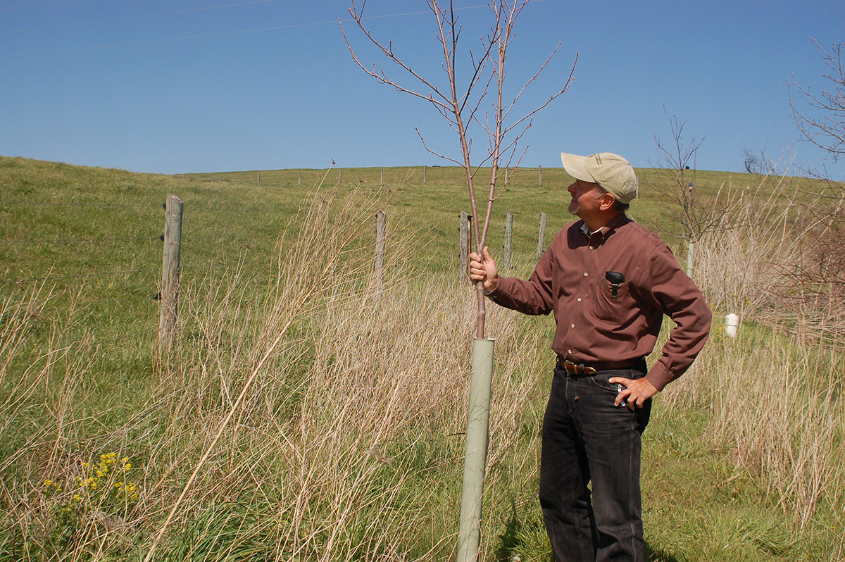 Une image d'arbres nouvellement plantés, preuve que de plus en plus d'agriculteurs plantent de la végétation riveraine grâce à l'action de l'ONG.